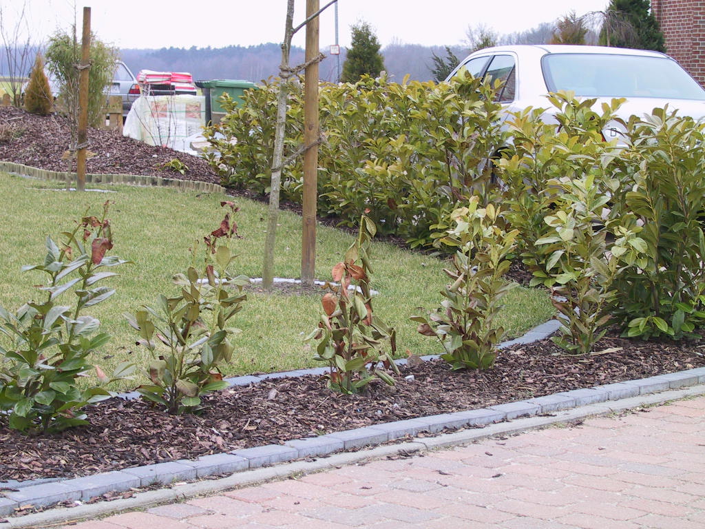 Prunus laurocerasus Rotundifolia - erfroren.jpg